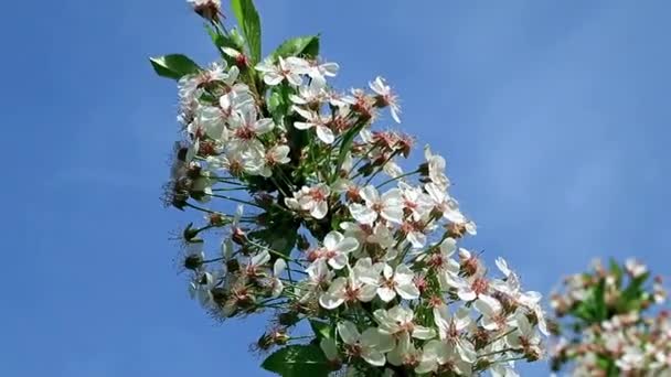 Mooie Bloemen Takken Van Kers Van Boom Lente — Stockvideo