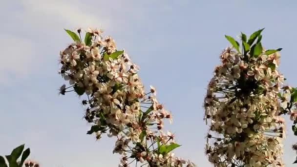 Beautiful Flowers Branches Spring Tree Cherry — Stock Video