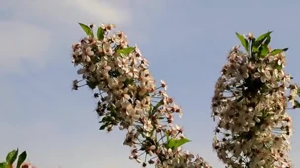 Vackra Blommor Våren Grenar Träd Cherry — Stockvideo