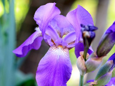 güzel taze bahçe çiçek iris doğa unsuru olarak