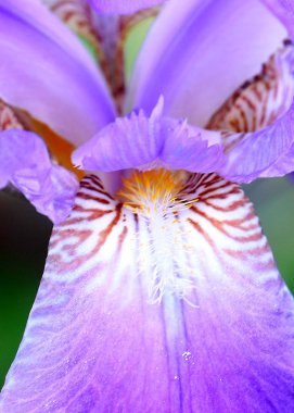 güzel taze bahçe çiçek iris doğa unsuru olarak