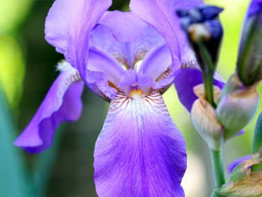 güzel taze bahçe çiçek iris doğa unsuru olarak
