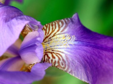 güzel taze bahçe çiçek iris doğa unsuru olarak