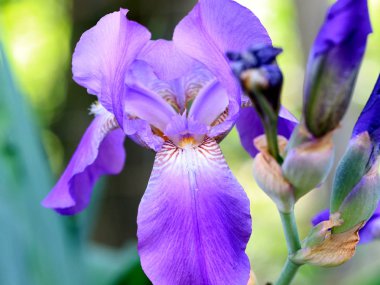 güzel taze bahçe çiçek iris doğa unsuru olarak