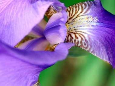 güzel taze bahçe çiçek iris doğa unsuru olarak