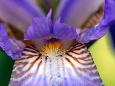 güzel taze bahçe çiçek iris doğa unsuru olarak