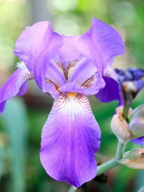 güzel taze bahçe çiçek iris doğa unsuru olarak