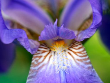 güzel taze bahçe çiçek iris doğa unsuru olarak