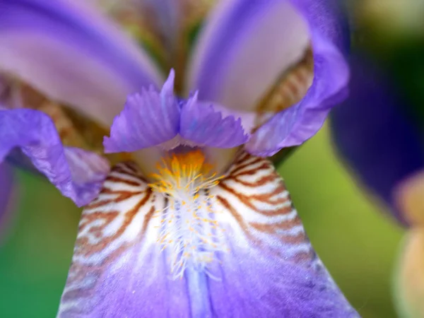 Belas Flores Frescas Jardim Íris Como Elemento Natureza — Fotografia de Stock