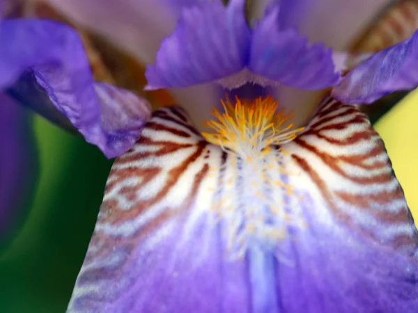 Belas Flores Frescas Jardim Íris Como Elemento Natureza — Fotografia de Stock