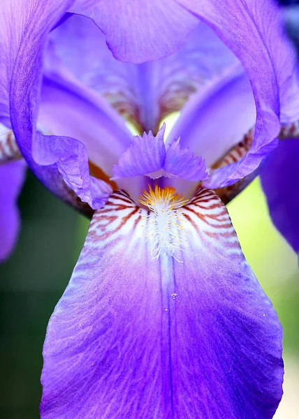 Красиві Свіжі Садові Квіти Райдуга Елемент Природи — стокове фото