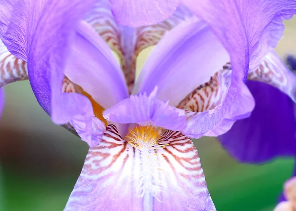 Belas Flores Frescas Jardim Íris Como Elemento Natureza — Fotografia de Stock