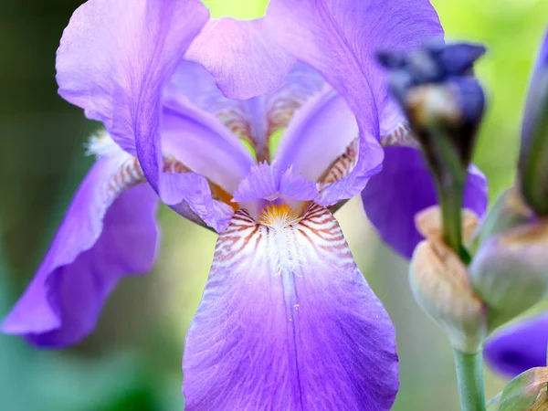 Bellissimo Giardino Fresco Fiori Iris Come Elemento Della Natura — Foto Stock