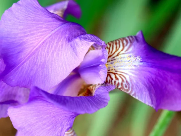 Bellissimo Giardino Fresco Fiori Iris Come Elemento Della Natura — Foto Stock