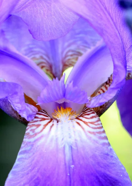 Güzel Taze Bahçe Çiçek Iris Doğa Unsuru Olarak — Stok fotoğraf