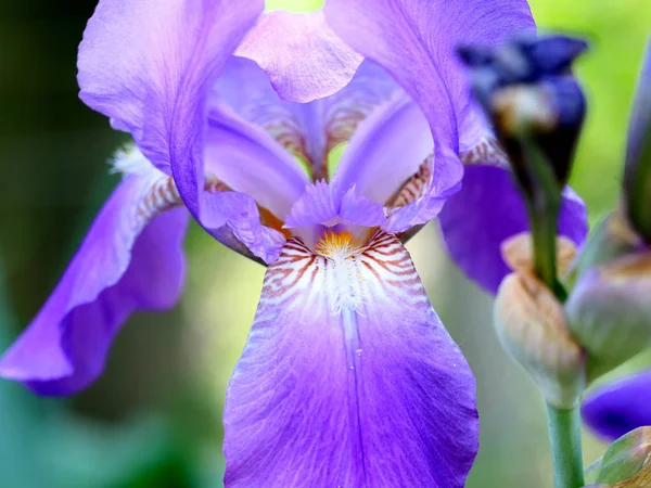 Bellissimo Giardino Fresco Fiori Iris Come Elemento Della Natura — Foto Stock