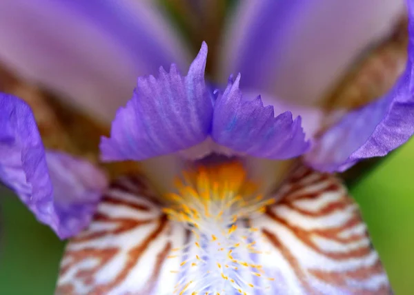 Belas Flores Frescas Jardim Íris Como Elemento Natureza — Fotografia de Stock