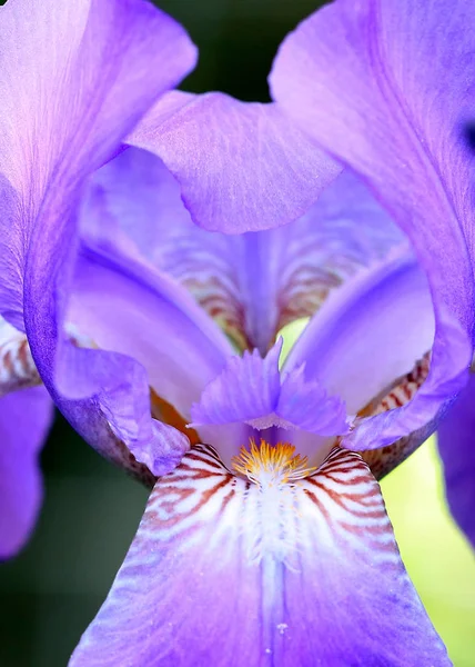 Bellissimo Giardino Fresco Fiori Iris Come Elemento Della Natura — Foto Stock