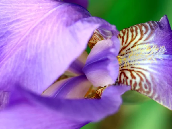 Hermoso Jardín Fresco Flores Iris Como Elemento Naturaleza —  Fotos de Stock