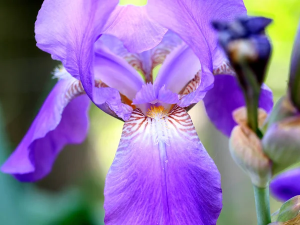 Belas Flores Frescas Jardim Íris Como Elemento Natureza — Fotografia de Stock