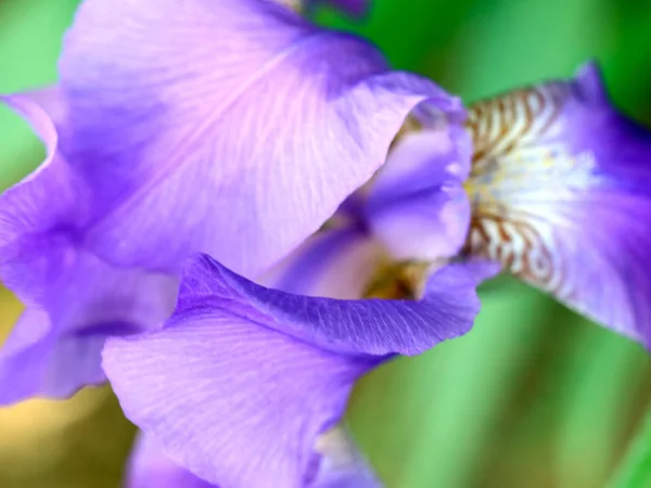 Bellissimo Giardino Fresco Fiori Iris Come Elemento Della Natura — Foto Stock