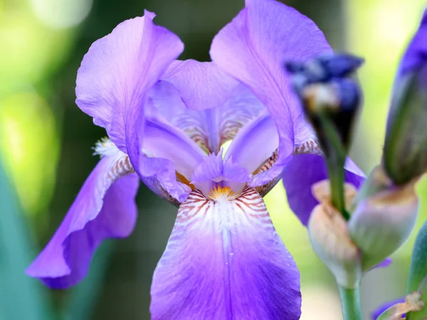 Bellissimo Giardino Fresco Fiori Iris Come Elemento Della Natura — Foto Stock