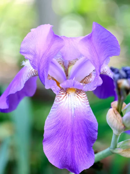 Bellissimo Giardino Fresco Fiori Iris Come Elemento Della Natura — Foto Stock