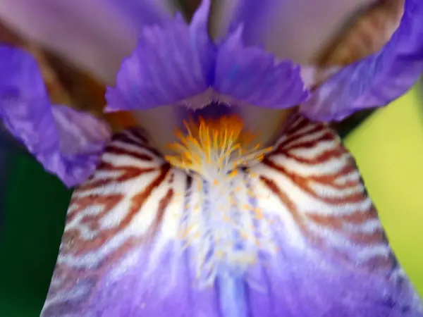 Bellissimo Giardino Fresco Fiori Iris Come Elemento Della Natura — Foto Stock