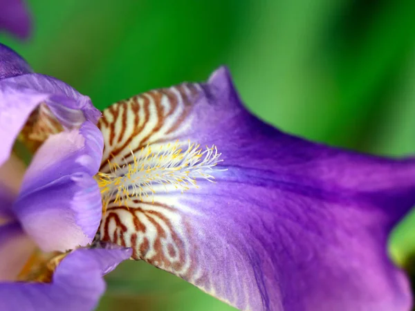güzel taze bahçe çiçek iris doğa unsuru olarak