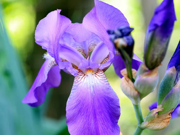 Belas Flores Frescas Jardim Íris Como Elemento Natureza — Fotografia de Stock