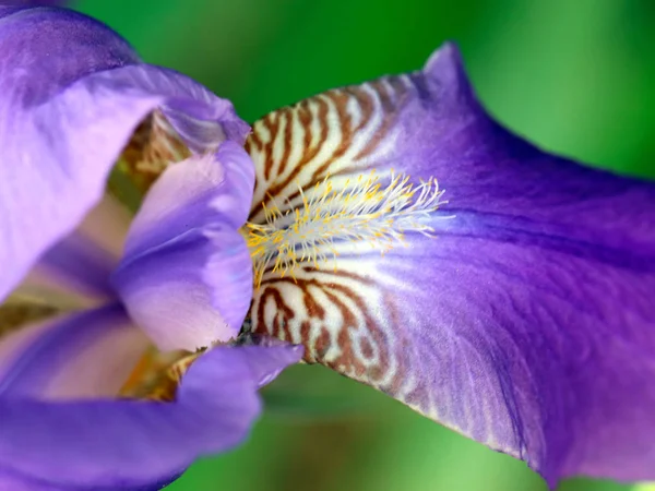 Hermoso Jardín Fresco Flores Iris Como Elemento Naturaleza —  Fotos de Stock