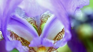 güzel taze bahçe çiçek iris doğa unsuru olarak