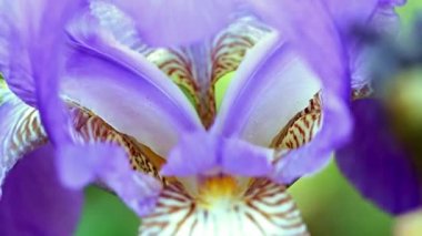 güzel taze bahçe çiçek iris doğa unsuru olarak