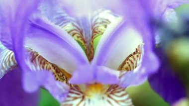 güzel taze bahçe çiçek iris doğa unsuru olarak