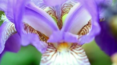 güzel taze bahçe çiçek iris doğa unsuru olarak