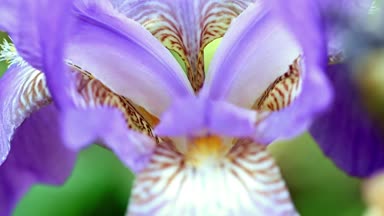 güzel taze bahçe çiçek iris doğa unsuru olarak