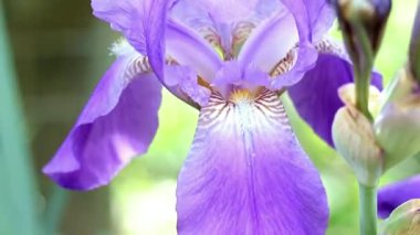 güzel taze bahçe çiçek iris doğa unsuru olarak