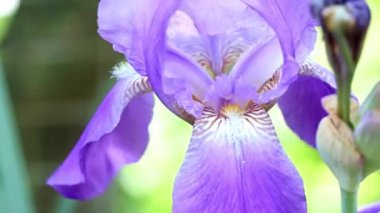 güzel taze bahçe çiçek iris doğa unsuru olarak