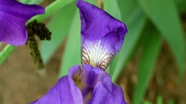 güzel taze bahçe çiçek iris doğa unsuru olarak