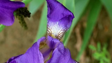 güzel taze bahçe çiçek iris doğa unsuru olarak