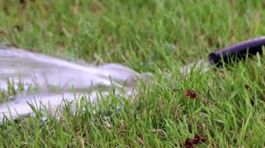 Bir lastik hortum ile yeşil çim çim yağmurlama