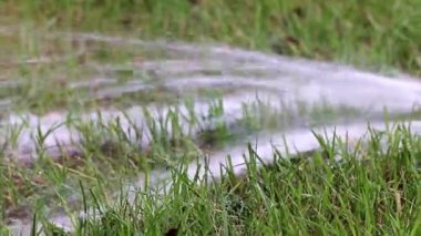 Bir lastik hortum ile yeşil çim çim yağmurlama