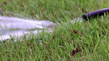 Bir lastik hortum ile yeşil çim çim yağmurlama