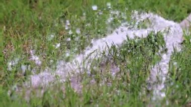 Bir lastik hortum ile yeşil çim çim yağmurlama