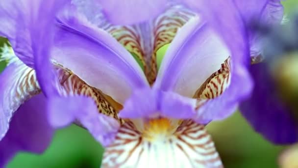Ίρις Όμορφα Φρέσκα Λουλούδια Στον Κήπο Ένα Στοιχείο Της Φύσης — Αρχείο Βίντεο