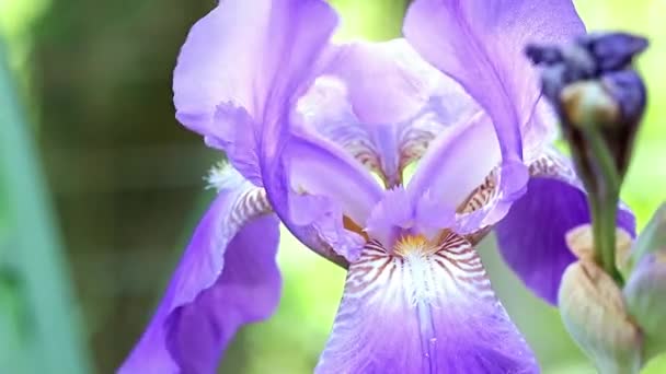 beau jardin frais fleurs iris comme un élément de la nature 
