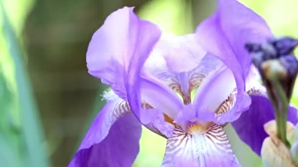 Hermoso Jardín Fresco Flores Iris Como Elemento Naturaleza — Vídeos de Stock
