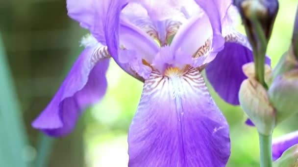 beau jardin frais fleurs iris comme un élément de la nature 