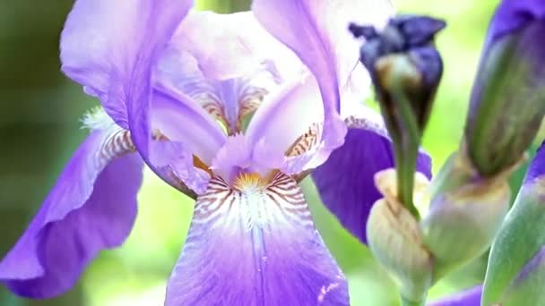 beau jardin frais fleurs iris comme un élément de la nature 