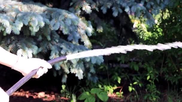 Fluxo Água Limpa Uma Mangueira Borracha Regar Uma Planta Verde — Vídeo de Stock